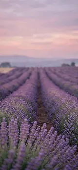 Lavender Hills