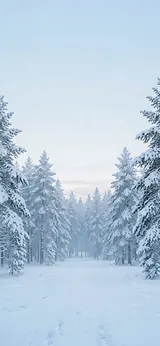Snowy Pines